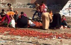 تداول صورة لمواطنين يجمعون الطماطم الفاسدة من مقلب قمامة بالمحلة