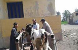 "زراعة المنيا" تنظم قافلة لتحصين 562 رأس ماشية بقرية العوام