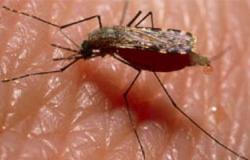 شركة جلاكسو سميثكلاين تتوقع طرحًا تدريجيًا لعقار جديد لعلاج الملاريا