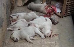 الطب البيطرى بالقليوبية: القضاء على ألفى كلب ضال خلال حملة بالمحافظة