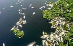 "البيئة": لا تلوث صناعى بمنطقة نفوق الأسماك بالبحيرة ونقص الأكسجين السبب