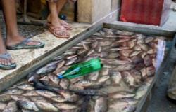 القابضة للصناعات الغذائية:توفير الأسماك على بطاقة التموين بـ7جنيهات للبلطى
