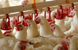 "الزراعة": تجرى اختبارات للقاح انفلونزا الطيور للتأكد من كفاءته