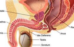 تأثير احتقان البروستاتا على القدرة الجنسية للرجال