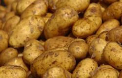 "الزراعة": استيراد 35 ألف طن تقاوى بطاطس من أوربا  للموسم الجديد