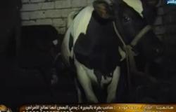 صاحب البقرة المبروكة للإبراشى:لست دجالا والأهالى هددونى لمنعى الحليب عنهم