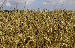 الزراعة: المساحات المزروعة بالقمح حتى الآن 2 مليون و843 ألف فدان