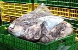 بالصور.. ضبط 2 طن أسماك فاسدة داخل مصنع شهير قبل طرحها بالأسواق فى بورسعيد