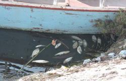 بالصور.. حملة مكبرة لإزالة الأقفاص السمكية بنهر النيل بالبحيرة
