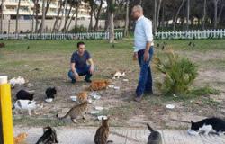 بالصور.. متطوعون يقدمون 500 وجبة للقطط بالإسكندرية