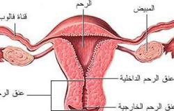 الإجهاض والحمل فى توأم أبرز أسباب إجراء عملية ربط عنق الرحم