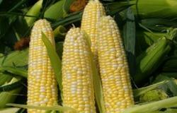 "الزراعة: استنباط اصناف جديد من الذرة الصفراء لزيادة المساحات لمليون فدان