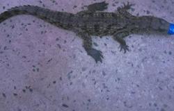 ننشر صورة تمساحى مسطرد الذى عثرت عليه وزارة البيئة بطول نصف متر