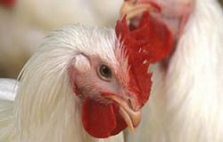 استشارى تغذية: أغلب الدجاج المسرطن بلا علامات تدل على إصابته بالمرض