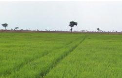 "الزراعة": 13 صنفا و1200 طن تقاوى أرز لـ1.1 مليون فدان الموسم الصيفى