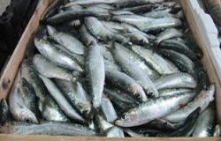 ضبط أسماك مملحة غير صالحة للاستهلاك الآدمى بسوهاج