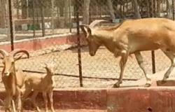 مالك حديقة حيوان خان يونس يعرض الحيوانات المتبقية للبيع
