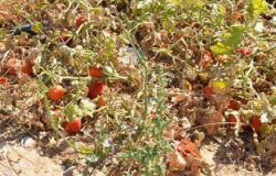 "زراعة الأقصر" رداً على تلف 8 آلاف فدان طماطم:المبيدات غير المرخصة السبب