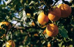 برنامج إرشادى لزراعة الخضر والفاكهة بمديريات الزراعة فى المنوفية