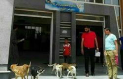 بالصور..كلاب ضالة داخل وحدة مرور برج العرب بالإسكندرية