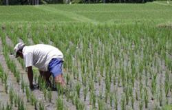 "الزراعة" تدشن برنامجا إرشاديا بالوادى الجديد للتوعية بأهمية المحاصيل البديلة للأرز