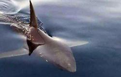 تقرير:تناول لحوم أسماك القرش أكثر من مرتين أسبوعيا قد يسبب الوفاة