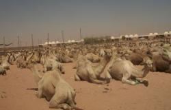 الحجر البيطرى بأسوان يستقبل 2500 رأس من الإبل واردة من السودان