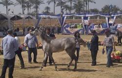 اليوم.. انطلاق مهرجان الخيول العربية الـ21 بمحطة الزهراء