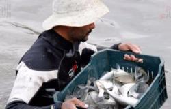 نقيب البيطريين: الاستزراع السمكى بالقناة يضعنا على خريطة العالم لتصدير الأسماك