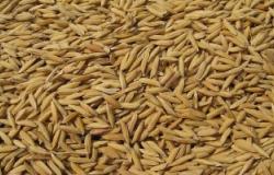 ضبط 30 طن أرز يحتكرها تاجران لتحقيق أرباح غير مشروعة فى كفر الشيخ