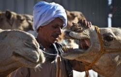 الحجر البيطرى بأسوان يستقبل 4800 رأس إبل واردة من السودان