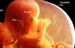 شاهد مراحل تكوين الجنين برحم الأم بتقنية الـ "3D"