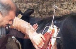 بالصور.. طبيب بيطرى يجرى جراحة نادرة لبقرة ابتلعت مسامير