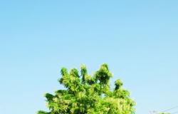 أشجار «الملنجتونيا» تُعطّر شوارع دبي