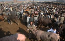 مديرية الطب البيطرى بالإسكندرية تحصن 74 ماشية بسوق خورشيد