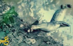 بالفيديو : سمكة تقتل تمساحًا بالصدمة الكهربائية " قوّتها 600 فولت " ...