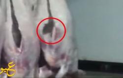 بالفيديو | شاهد ماذا خرج من بطن خروف مذبوح في مطعم ، يقدم الوجبات للزبائن ! لن تصدق ما ستراه