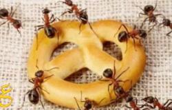 كيف يمكنك أن تحمي منزلك من النمل وتمنعيه نهائيا وبدون رجعة بإستخدام الصابون