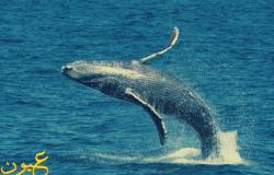 حدث نادر: غطاسون يرصدون ظهور «الحوت الأحدب» بمرسى علم: أضخم الثدييات البحرية ...