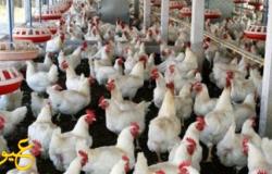 ارتفاع جنوني في أسعار اللحوم والدجاج و البهارات