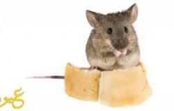 طريقة قوية للقضاء علي الفئران نهائياً من داخل مطبخك بدون أستخدام مواد سامة