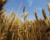 نقيب الفلاحين يحذر مزارعي القمح من «جراثيم الصدأ»